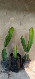 Seeds Dragon Fruit Plant (Hybrid Pack of 3)
