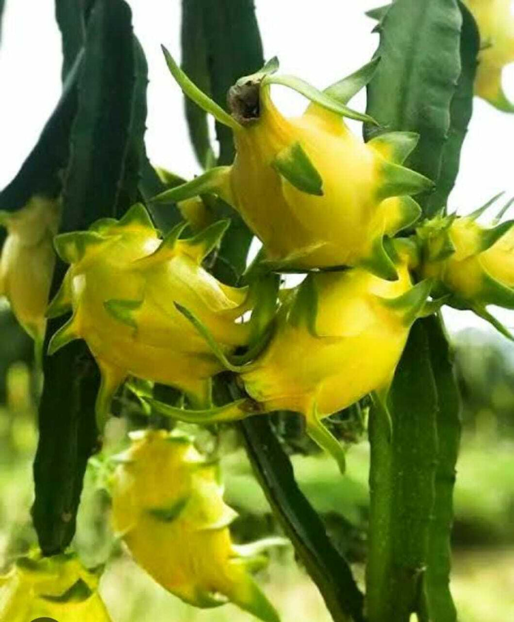 Seeds Yellow Dragon