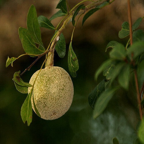 Seeds Thai Wood Apple Live Plant- Popular Among Indian/Bengali Street Food