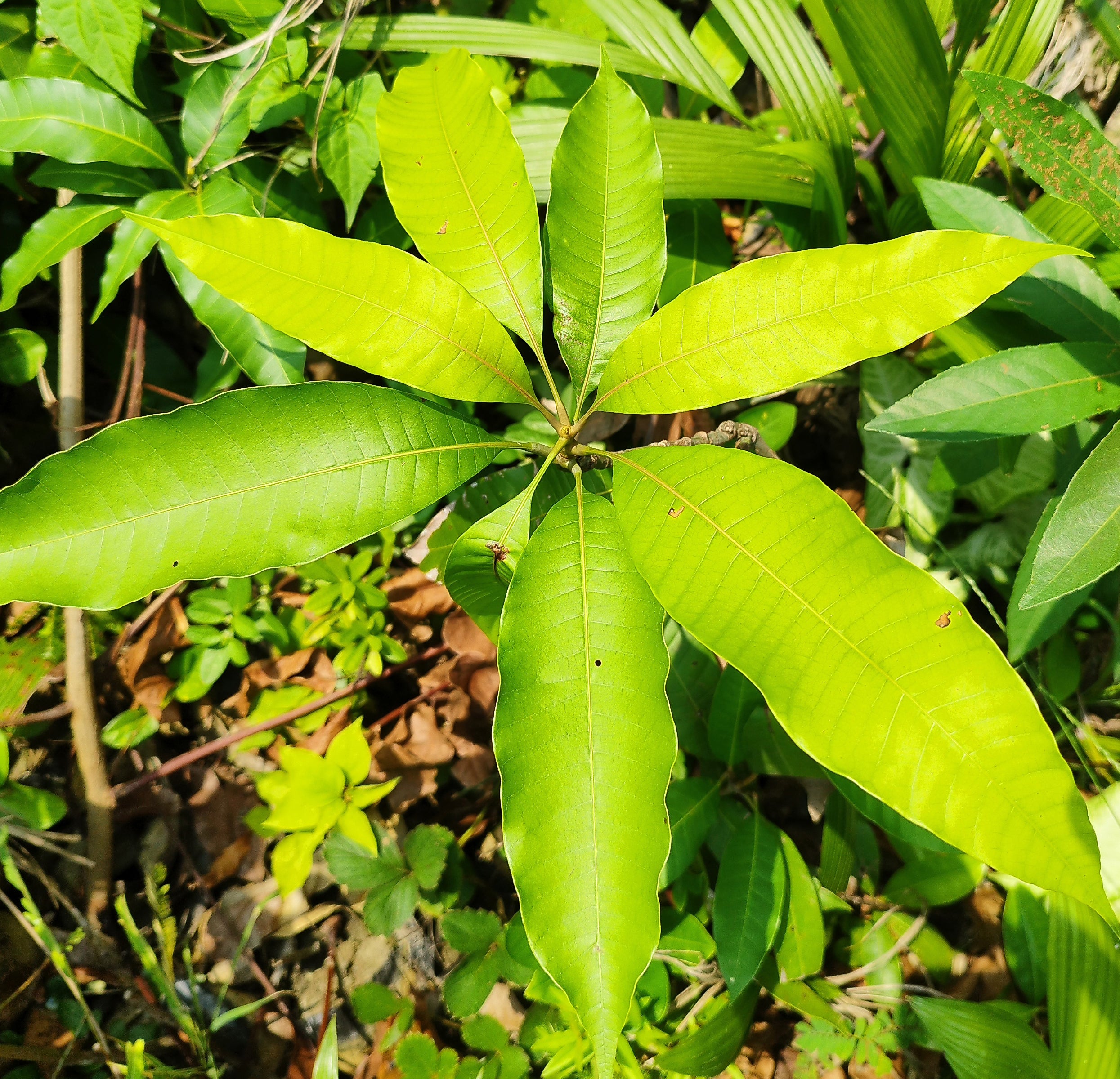 Seeds Sunderi Mango/Aam Fruit Plants